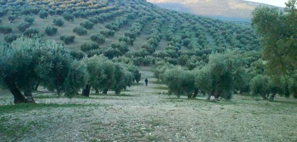 Bioquímica del olivo