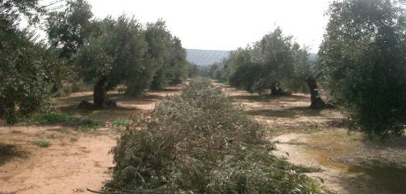 Implantación de biorrefinerías en instalaciones de producción de aceite de oliva